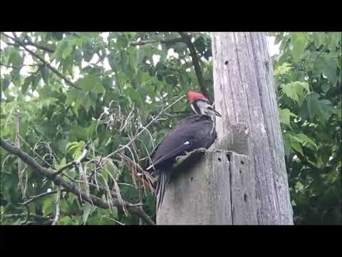 Pileated Woodpecker vs Bathouse