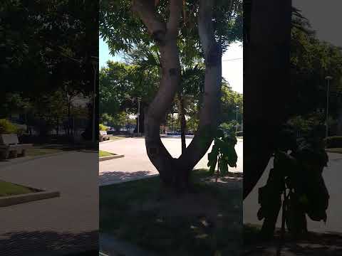 #barranquilla #atlántico 1ro de enero 2026 feliz año nuevo #juniordebarranquilla