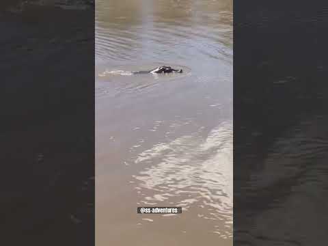 Hippo honking and appearing from under water #hippopotamus #hippo #kenya #safari