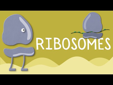 Ribosomes: Structure and function