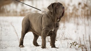 Download lagu THE NEAPOLITAN MASTIFF - STRONG & FIERCE GUARD DOG? Mastino Napoletano mp3 Download lagu THE NEAPOLITAN MASTIFF - STRONG & FIERCE GUARD DOG? Mastino Napoletano mp3
