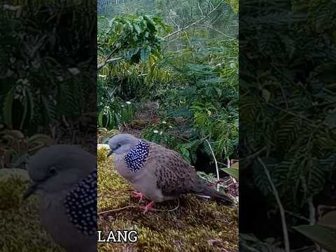 The Attractive Voice of a Turtledove Calling Opponents #tekukurgacor #tekukurpetualang