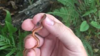 Red-Belly Snake