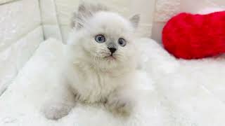 スコティッシュストレートの動画01