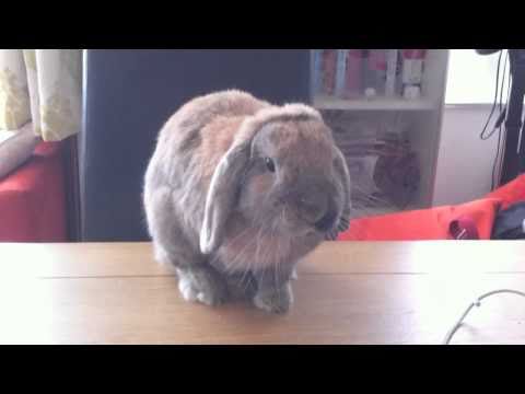Snuffie (rabbit) jumps on table