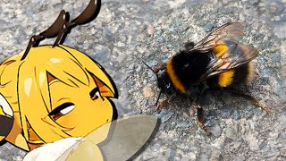 [問題] 為什麼蜜蜂會這樣振動呢？