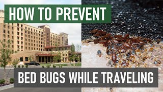 Bed Bug Travel Tips: Prevent Bed Bugs When Travelling