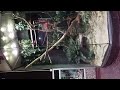 Detroit Zoo Part 8 05 23 2024