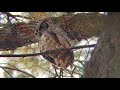 @@    great horned owls 12 - Bubo virginianus