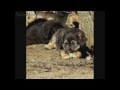 (((Очень печальное видео))) - Собаки 