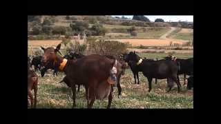 preview picture of video 'Parto de una cabra - Quesos Benabarre'