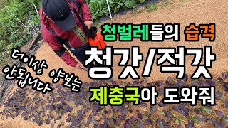 청벌레들의 습격 / 더이상 양보할 수는 없습니다. / 청갓, 적갓 잎사귀 갉아 먹는 청벌레들 / 제충국아 도…
