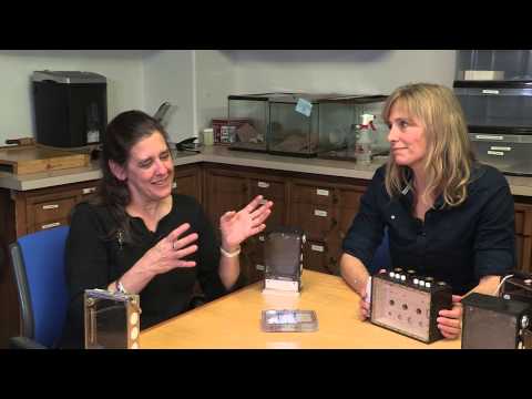 Spiders in Space without Ziggy Stardust