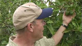 A01 Simmonds avocado practices in spring