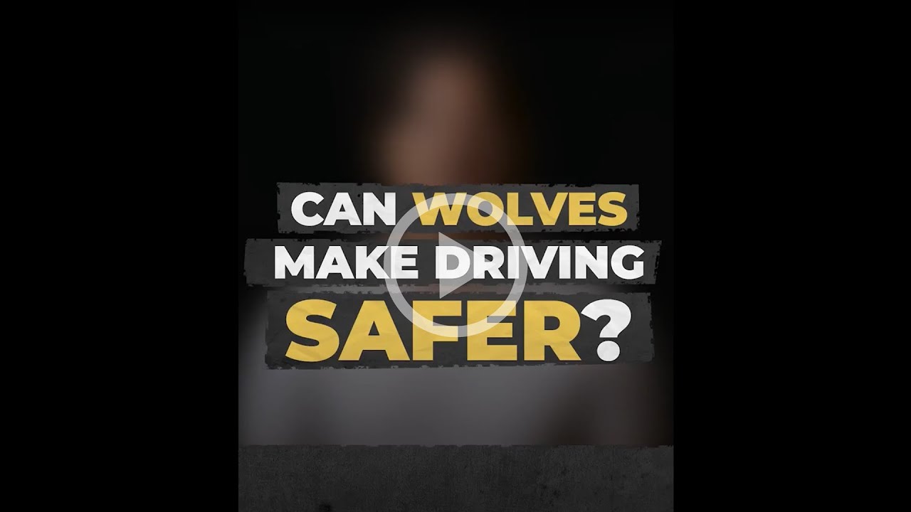 Can wolves make driving safer?