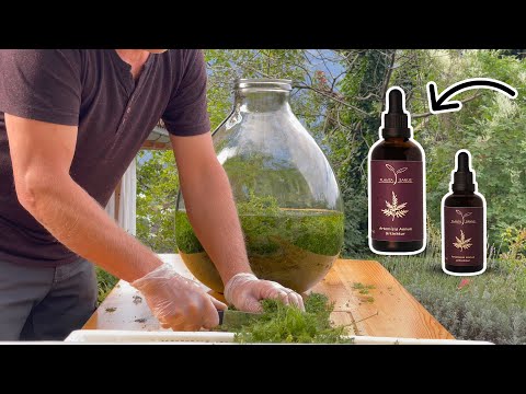 Herstellung der Artemisia annua Urtinktur von Planta Sanus