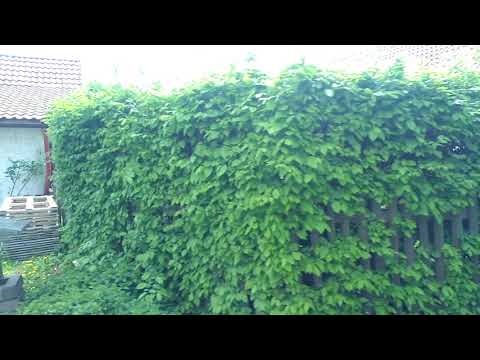 Jízda autobusem #25 | Linka 489 | Mukařov - Strančice,žel.st. | SOR C10.5