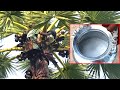 TODDY WINE COLLECTION Natural Healthy Palm Tree Juice Traditional Wine Village Food Cooking