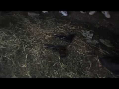 KOPPO - WE STILL MOBBIN