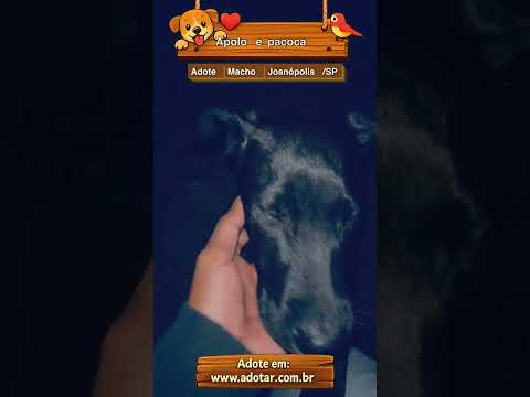 Vídeo de Apolo e paçoca