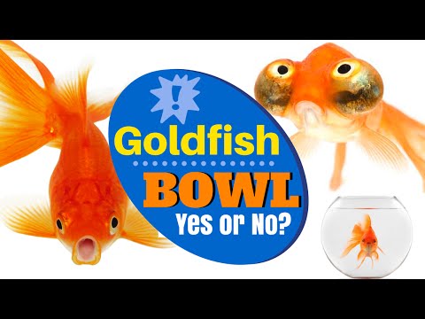 Glass Fish Bowl