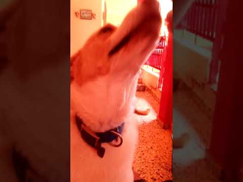 los perros de rosa María Rivera