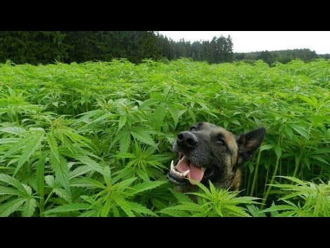 Dj Krust & Dj Die ft Mc Tali Hold it down