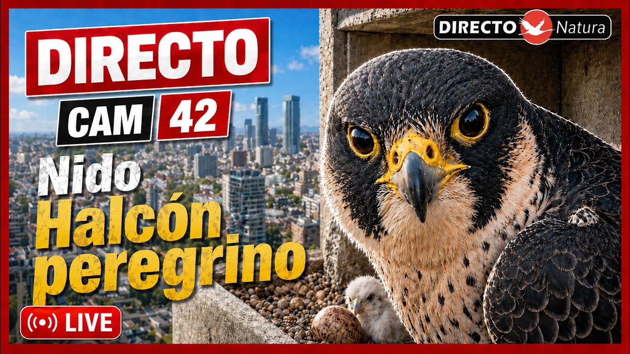Live webcam view of Peregrine Falcon Live Nest