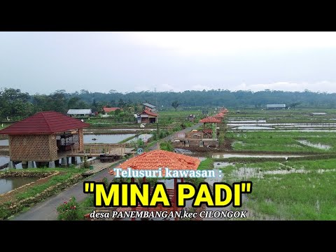wisata MINA PADI ds PANEMBANGAN