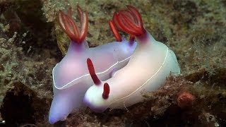 Mucky Secrets - Part 19 - Sea Slugs Feeding & Mating - Lembeh Strait