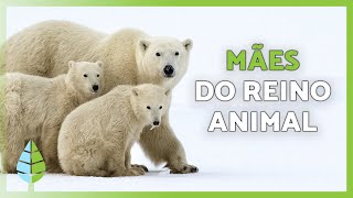 Miniatura do vídeo