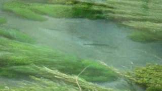 preview picture of video 'Flyfishing the upper Waihou river, New Zealand'