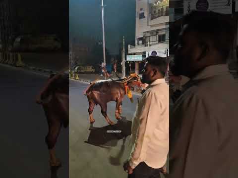 Yadav sadar festival 2025 #sadar #sadarfestival #short #shorts #dance #yadav #viral