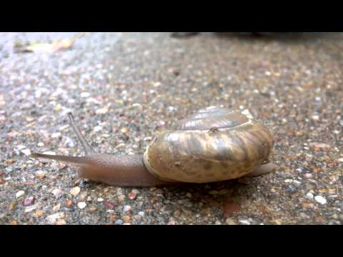 Snail's Pace