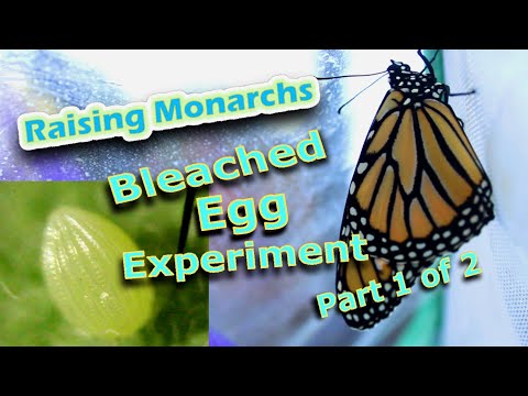 Raising Monarchs - Bleached Egg Experiment Part 1 of 2 (Help The Monarch Butterfly)