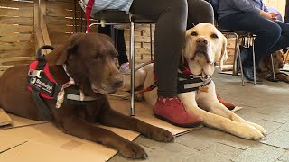 Hű társak, jó segítők