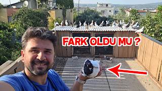 Baştankara Güvercinler Olmadan Güvercinleri Uçurdum