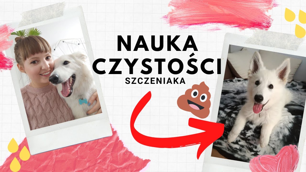Jak nauczyć szczeniaka czystości 💩 Jak nauczyć psa załatwiania się na dworze Nauka czystości
