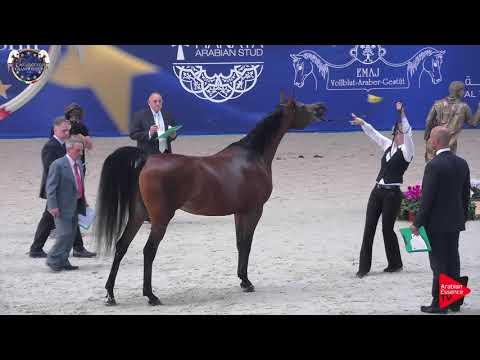N 56 SADUNGA EL MARWTEYN   European Championship 2019   4 6 Years Old Mares Class 6