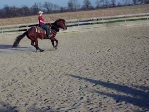 Shiney Chex Olena 2002 AQHA Mare for sale