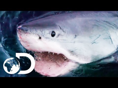 最も恐ろしいホオジロザメとの遭遇！？| シャークウィーク2019｜ディスカバリーUK (The Most Terrifying Great White Shark Encounters! | Shark Week 2019 | Discovery UK)