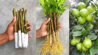 Download lagu How to propagate lemon tree from cuttings with tissue paper || With 100% success mp3