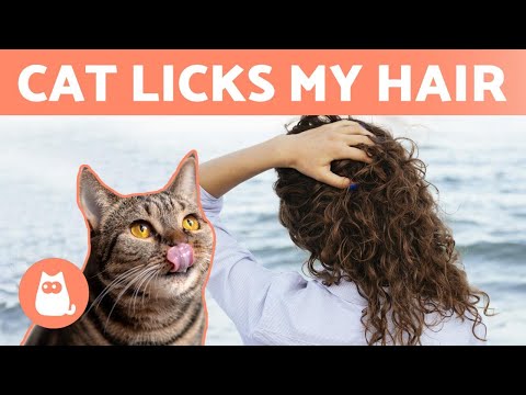 Why Does My CAT LICK my HAIR? 🐱👅 (3 Reasons Cats Groom Humans)