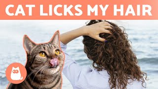 Why Does My CAT LICK my HAIR 🐱👅 (3 Reasons Cats Groom Humans)