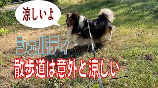 【シェルティ】散歩道は意外と涼しい【フランス田舎暮らし🇫🇷】#犬の散歩 #賢い犬 #犬のいる暮らし #マイペースな犬
