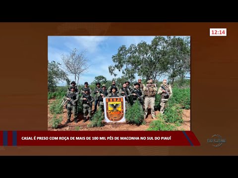 Casal é preso com roça de mais de 100 mil pés de maconha no sul do Piauí 28 02 2023