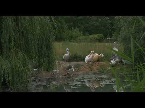 Free 4K Ultra HD Video Templates: Group Of Pelecanus