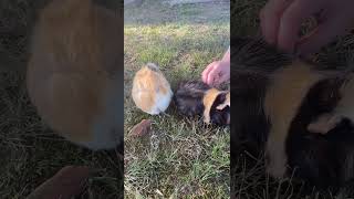 Guinea Pig Rodents Videos