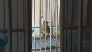 Download lagu merbah lekir denak baru belajar mp3