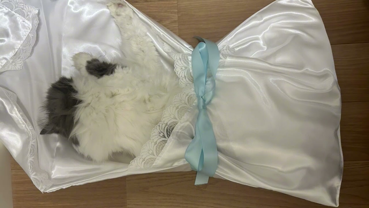 あずきが旅立ちました